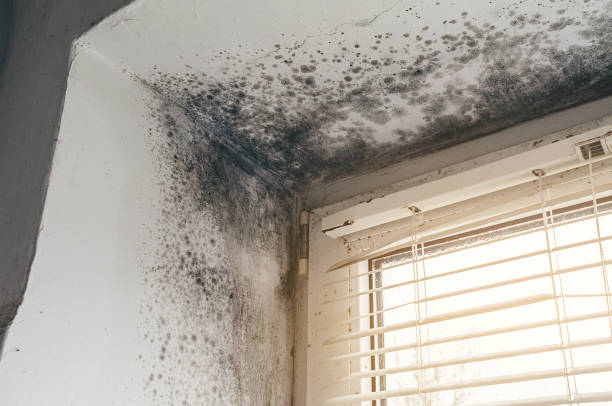 Affordable Mold Remediation solutions in Alum Bank, PA