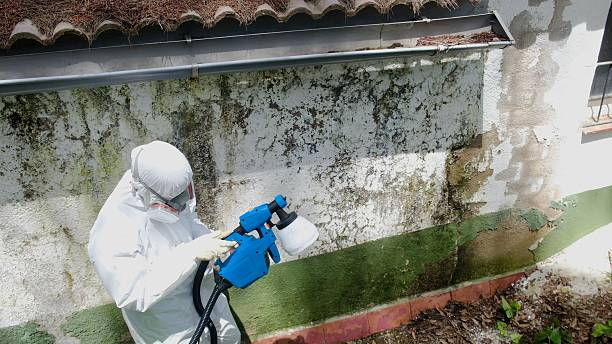Top rated local Mold Remediation specialists in Alum Bank, PA